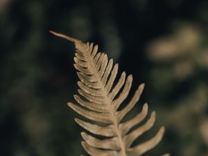 Preview wallpaper fern, leaf, plant, macro, closeup