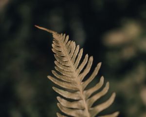 Preview wallpaper fern, leaf, plant, macro, closeup