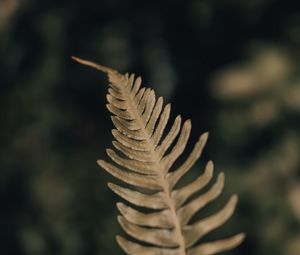 Preview wallpaper fern, leaf, plant, macro, closeup