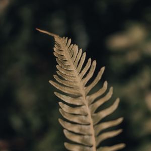 Preview wallpaper fern, leaf, plant, macro, closeup