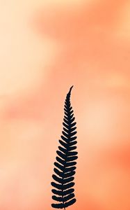 Preview wallpaper fern, leaf, plant, minimalism