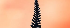 Preview wallpaper fern, leaf, plant, minimalism
