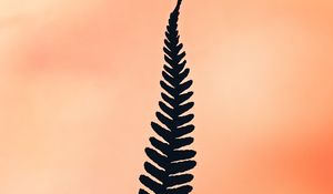 Preview wallpaper fern, leaf, plant, minimalism