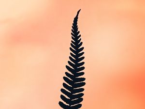 Preview wallpaper fern, leaf, plant, minimalism