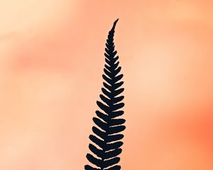 Preview wallpaper fern, leaf, plant, minimalism