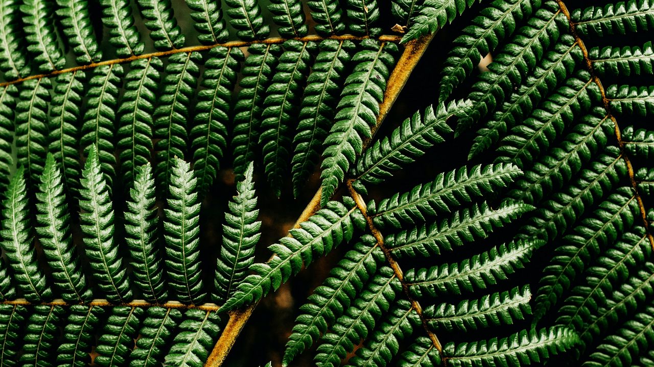 Wallpaper fern, leaf, plant, macro, green, surface