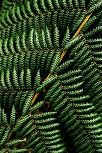 Preview wallpaper fern, leaf, plant, macro, green, surface