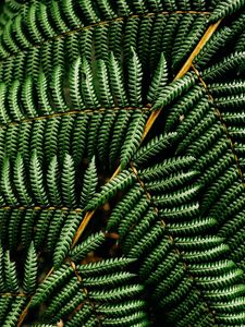 Preview wallpaper fern, leaf, plant, macro, green, surface