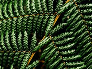 Preview wallpaper fern, leaf, plant, macro, green, surface