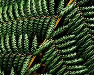 Preview wallpaper fern, leaf, plant, macro, green, surface