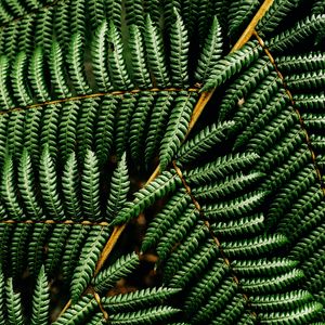 Preview wallpaper fern, leaf, plant, macro, green, surface