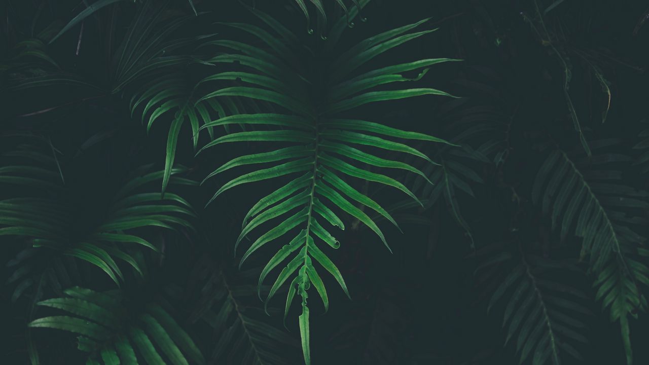 Wallpaper fern, leaf, plant, darkness