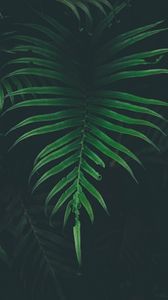 Preview wallpaper fern, leaf, plant, darkness
