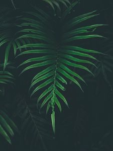 Preview wallpaper fern, leaf, plant, darkness