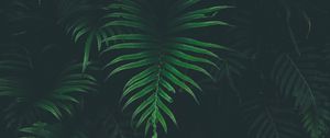 Preview wallpaper fern, leaf, plant, darkness