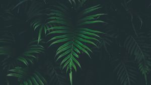 Preview wallpaper fern, leaf, plant, darkness