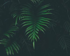 Preview wallpaper fern, leaf, plant, darkness