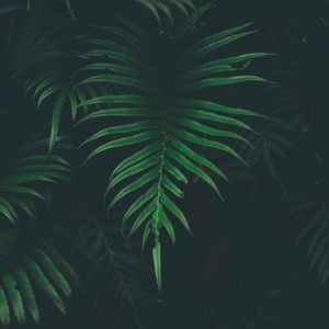 Preview wallpaper fern, leaf, plant, darkness