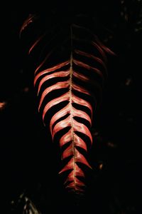 Preview wallpaper fern, leaf, red, dark, shadow