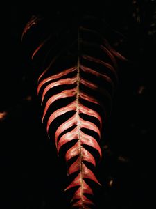 Preview wallpaper fern, leaf, red, dark, shadow