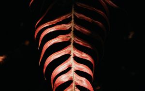 Preview wallpaper fern, leaf, red, dark, shadow