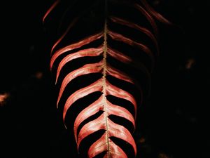 Preview wallpaper fern, leaf, red, dark, shadow