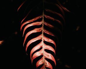 Preview wallpaper fern, leaf, red, dark, shadow