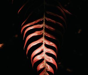 Preview wallpaper fern, leaf, red, dark, shadow