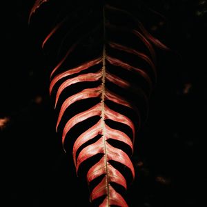 Preview wallpaper fern, leaf, red, dark, shadow