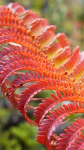 Preview wallpaper fern, leaf, red, yellow, macro