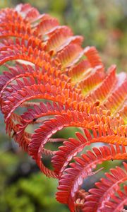 Preview wallpaper fern, leaf, red, yellow, macro