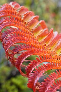 Preview wallpaper fern, leaf, red, yellow, macro