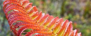 Preview wallpaper fern, leaf, red, yellow, macro