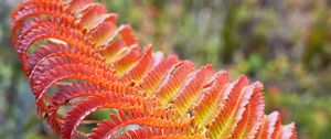 Preview wallpaper fern, leaf, red, yellow, macro