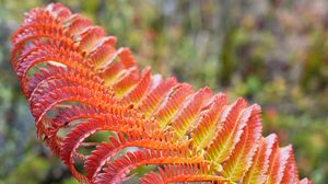 Preview wallpaper fern, leaf, red, yellow, macro