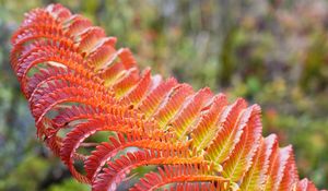 Preview wallpaper fern, leaf, red, yellow, macro