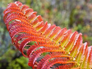 Preview wallpaper fern, leaf, red, yellow, macro