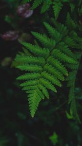 Preview wallpaper fern, leaf, wet, dew, macro