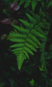 Preview wallpaper fern, leaf, wet, dew, macro