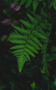 Preview wallpaper fern, leaf, wet, dew, macro