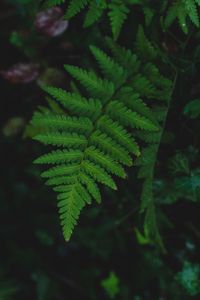 Preview wallpaper fern, leaf, wet, dew, macro