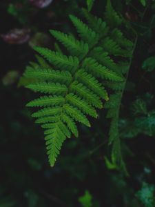 Preview wallpaper fern, leaf, wet, dew, macro