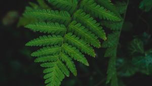 Preview wallpaper fern, leaf, wet, dew, macro