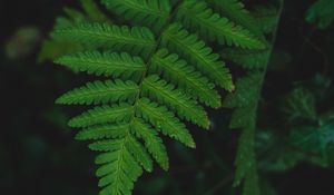 Preview wallpaper fern, leaf, wet, dew, macro