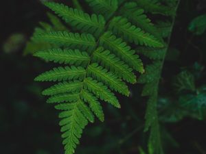 Preview wallpaper fern, leaf, wet, dew, macro