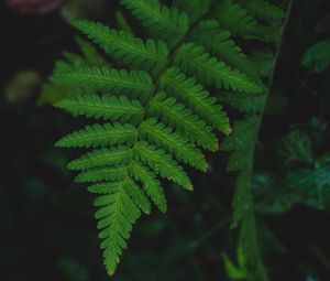 Preview wallpaper fern, leaf, wet, dew, macro