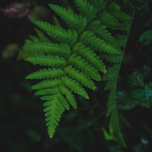 Preview wallpaper fern, leaf, wet, dew, macro