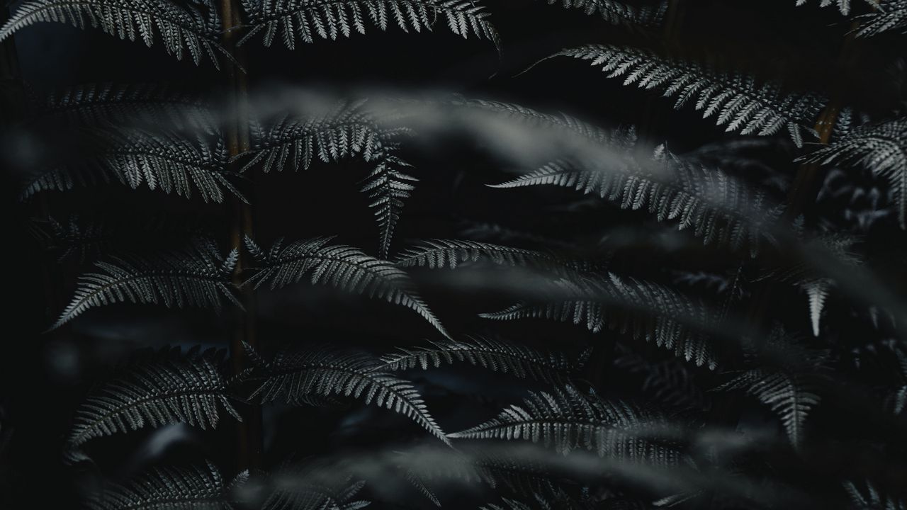 Wallpaper fern, leaves, black, carved, macro, branch, plant