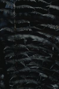 Preview wallpaper fern, leaves, black, carved, macro, branch, plant