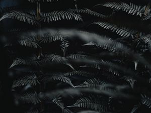 Preview wallpaper fern, leaves, black, carved, macro, branch, plant